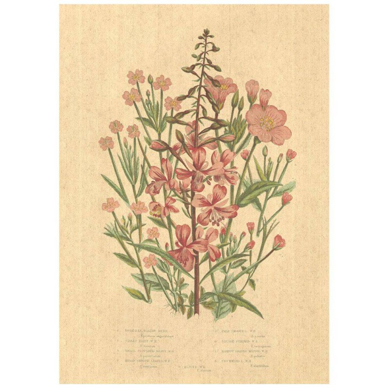 Flax Art Poster | Encyclopedia Wildflower A | FWP-AP-EN1A